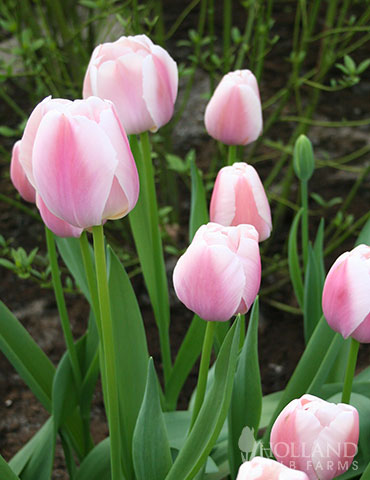 Ollioules Darwin Hybrid Tulip - 88182