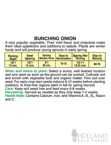 Onions Japanese Bunching - 75545