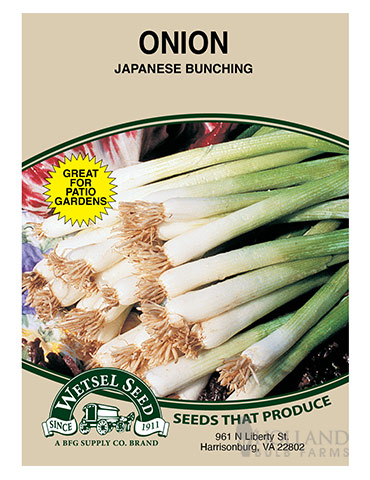 Onions Japanese Bunching 