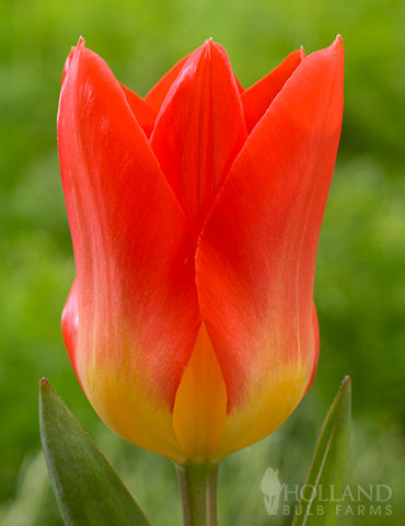 Oracle Fosteriana Tulip 