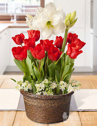 Fresca Red Potted Bulb Garden - MG1491