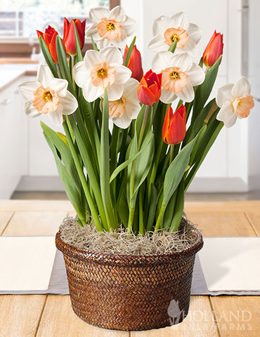 Orange Accent Potted Bulb Garden - MG1491