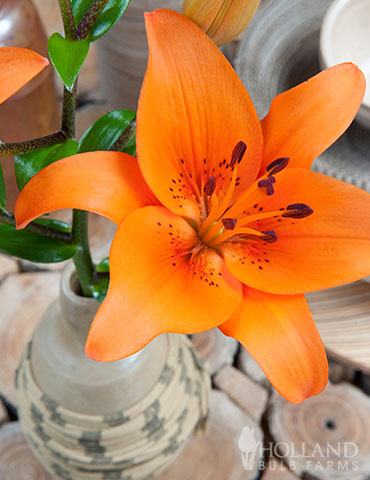 Orange Asiatic Lily - 77602