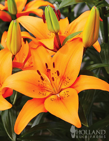 Orange Asiatic Lily - 77602