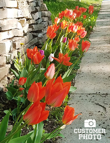 Orange Brilliant Fosteriana Tulip - 88322