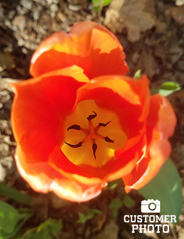 Orange Brilliant Fosteriana Tulip - 88322