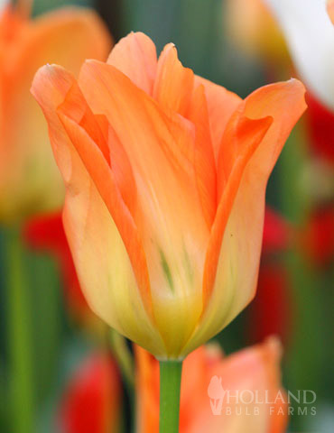 Orange Brilliant Fosteriana Tulip 
