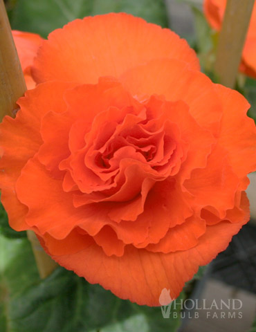 Orange Double Begonia - 71104