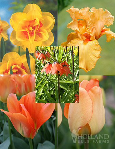 Orange Ovation Collection