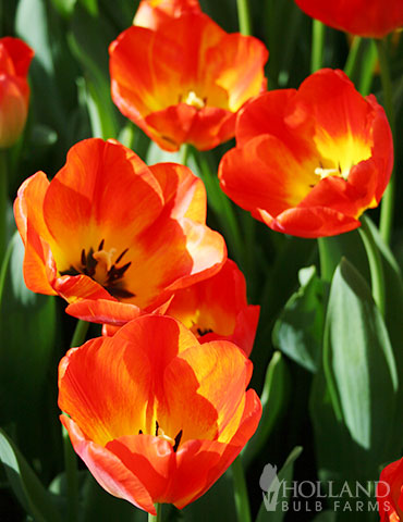 Orange Queen Darwin Hybrid Tulip - 88352