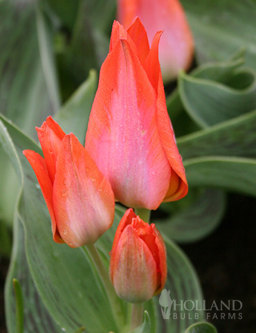 Orange Toronto Bunch Flowering Tulip 
