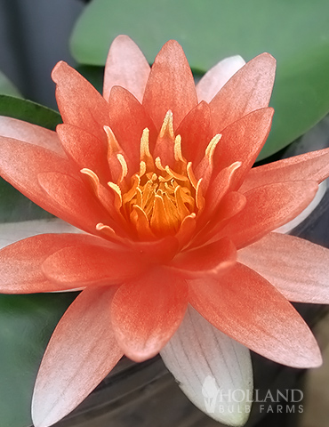 Orange Water Lily 