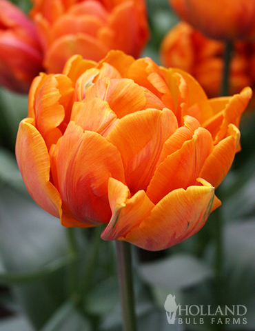 Orca Double Tulips - 88342