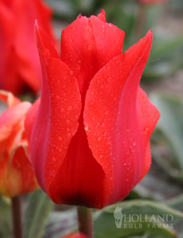 Oriental Beauty Kaufmanniana Tulip - 88240