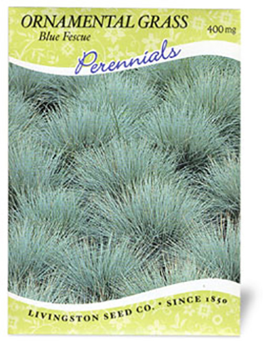 Ornamental Grass Blue Fescue 