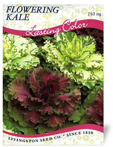 Ornamental Kale 