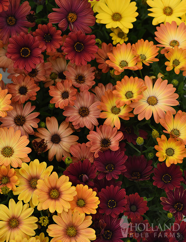 Osteospermum Akila Sunset Shades Plant Start Trio