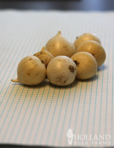 Ostrowskianum Allium Jumbo Pack - 81100
