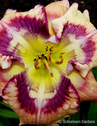 Outer Space Re-Blooming Daylily 