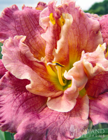 Over the Top Daylily - 86113