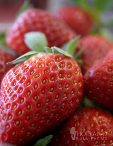 Ozark Everbearing Strawberry Plant - 75114