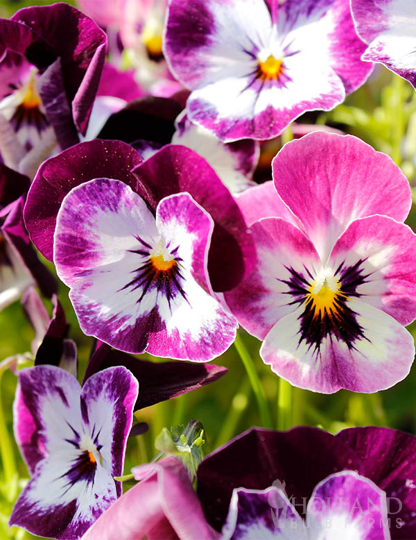 Pansy Berry n Cream Trio