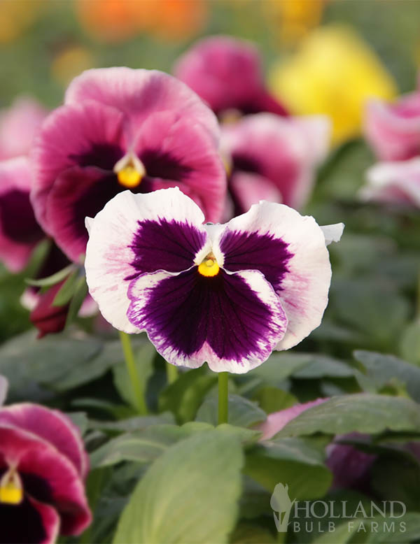 Pansy Cool Wave Berry N Cream Mix