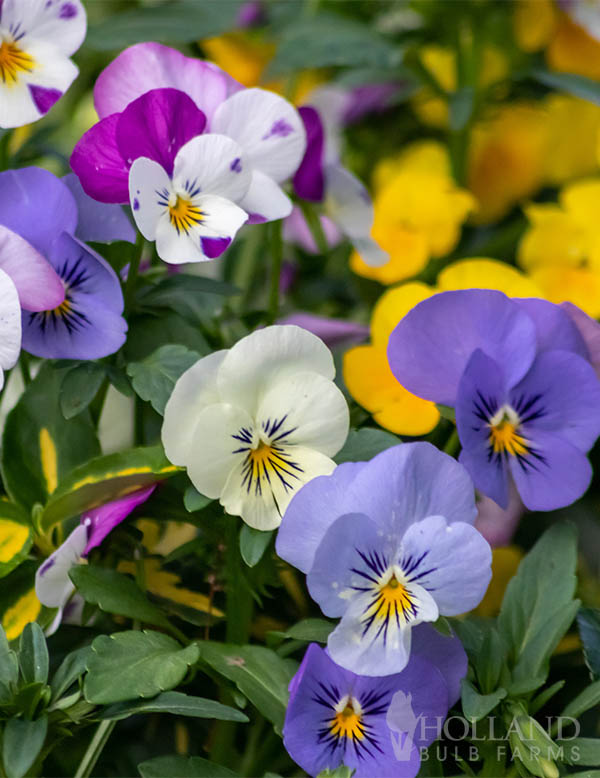  Pansy Delta Classic Monet Mix Trio
