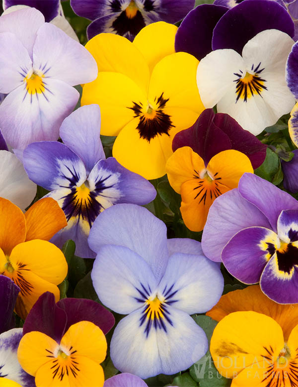 Pansy Freefall Little Faces Mix Trio