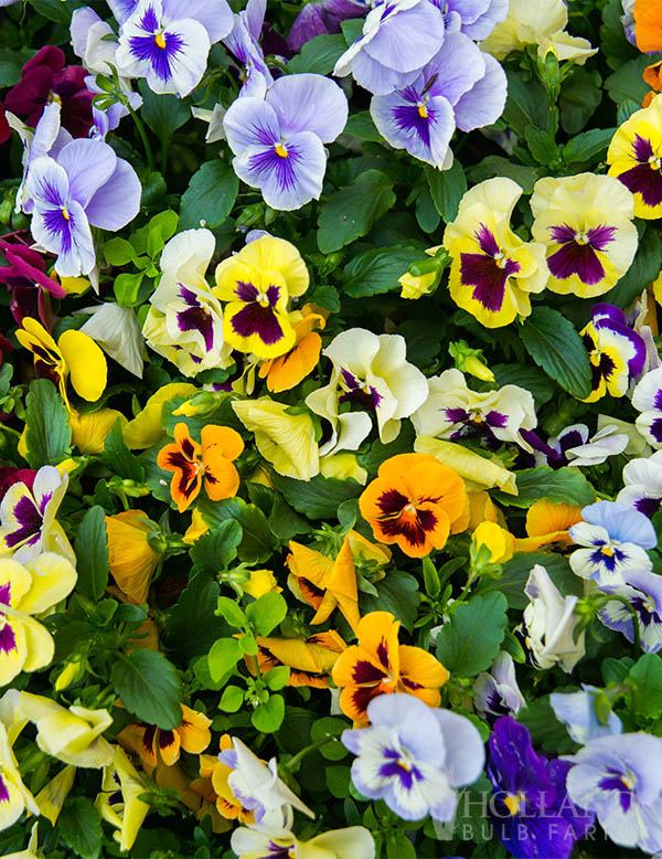 Pansy Freefall Little Faces Mix