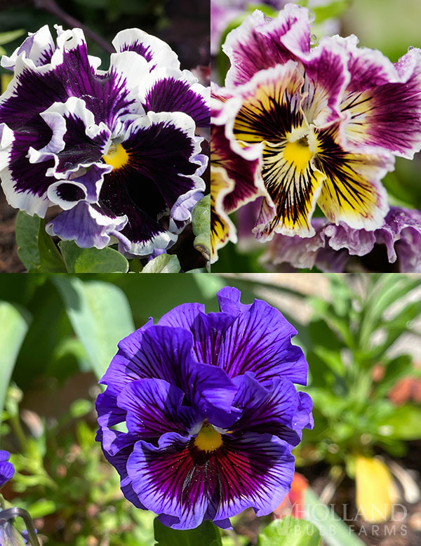 Pansy Frizzle Sizzle Mix Plant Start Trio
