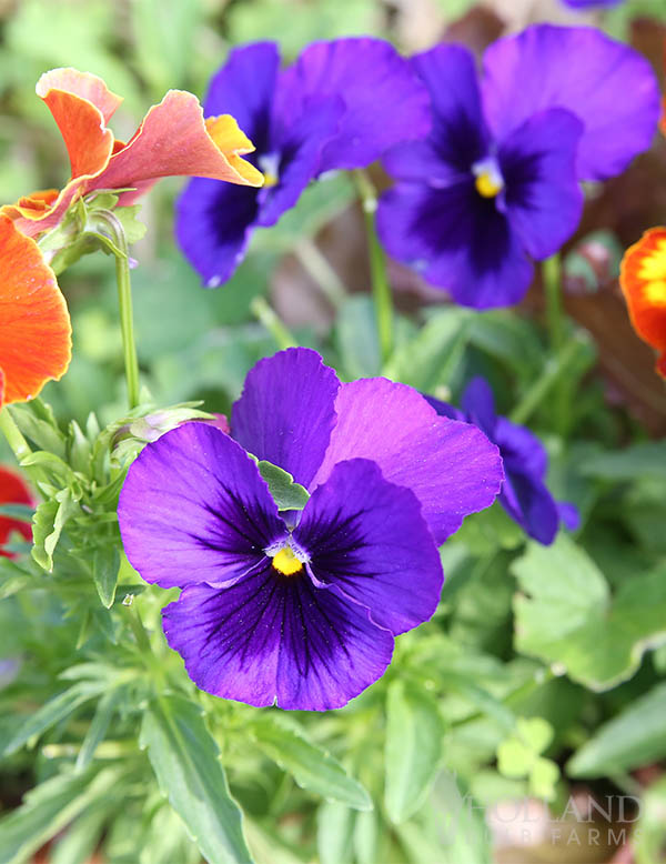Pansy Majestic Giant II Autumn Mix