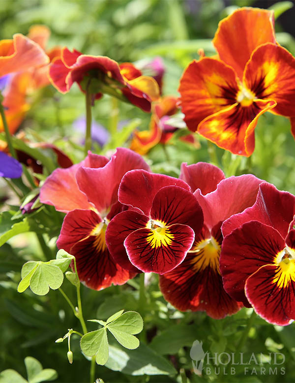 Pansy Majestic Giants Autumn Mix Trio