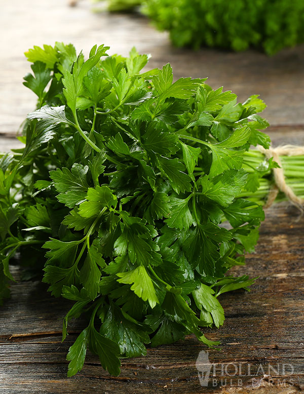 Parsley Italian Flat Leaf Plant Start Trio | Holland Bulb Farms | 96384
