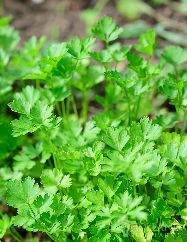 Parsley Italian Flat Leaf Plant Start Trio