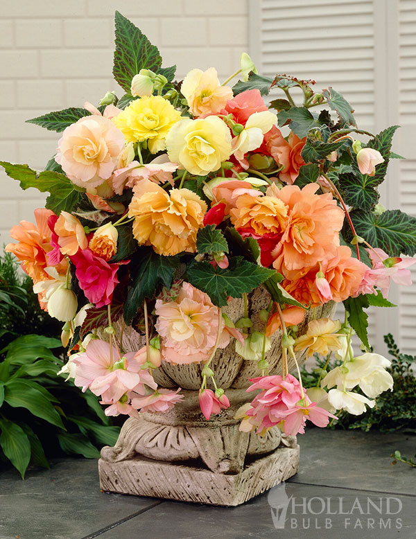 Pastel Cascade Begonia Mix