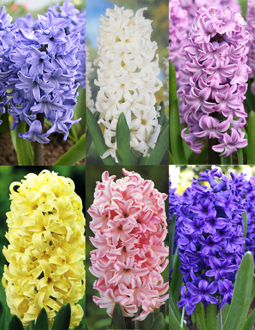 Pastel Mix Hyacinth Collection 