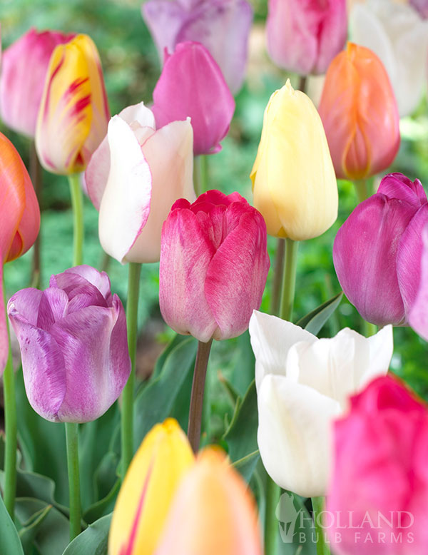 Pastel Mix Triumph Tulip Value Bag