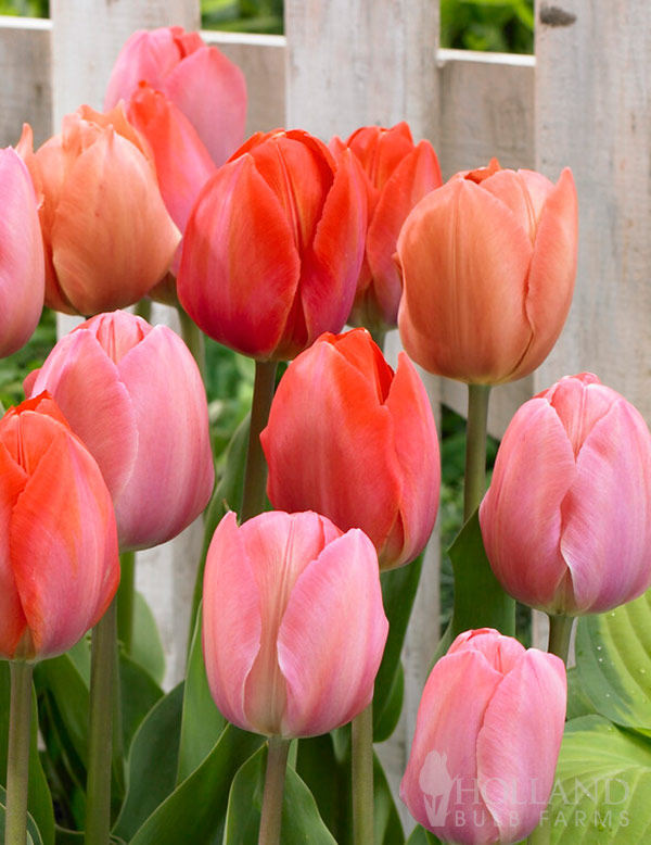 Pastel Van Eijk Tulip Mix