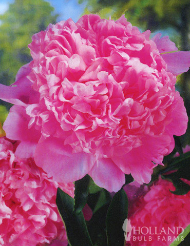  Peony Collection - 77314