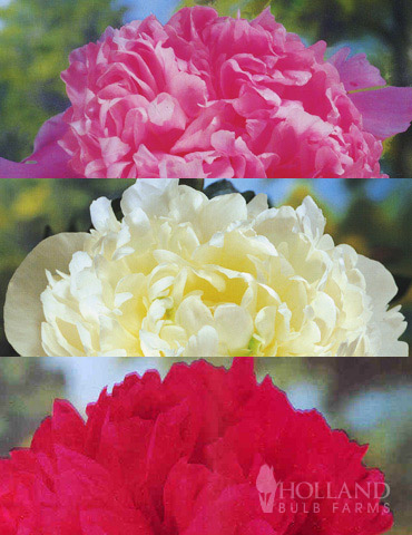  Peony Collection - 77314
