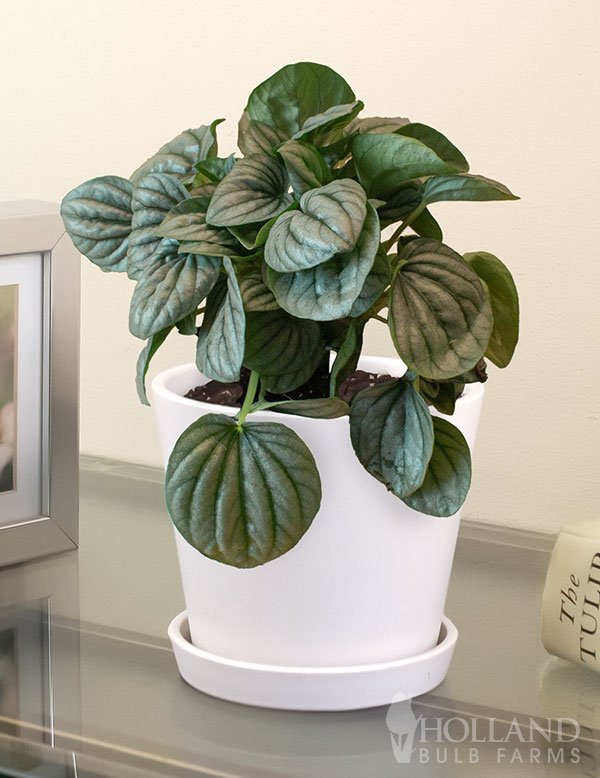 Peperomia Frost Houseplant