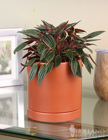 Peperomia Rosso Houseplant - 95005