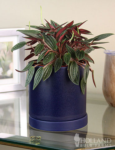 Peperomia Rosso Houseplant - 95005