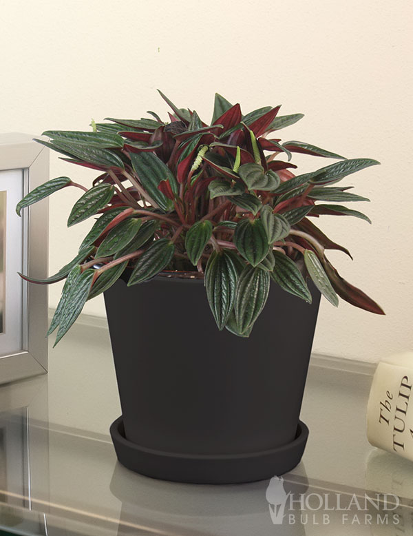Peperomia Rosso Houseplant