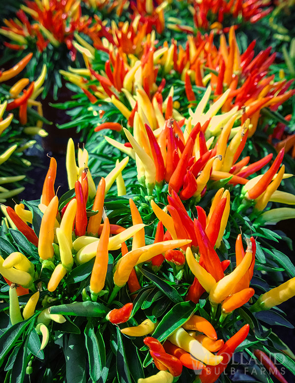 Pepper Chilly Chili Mix Trio