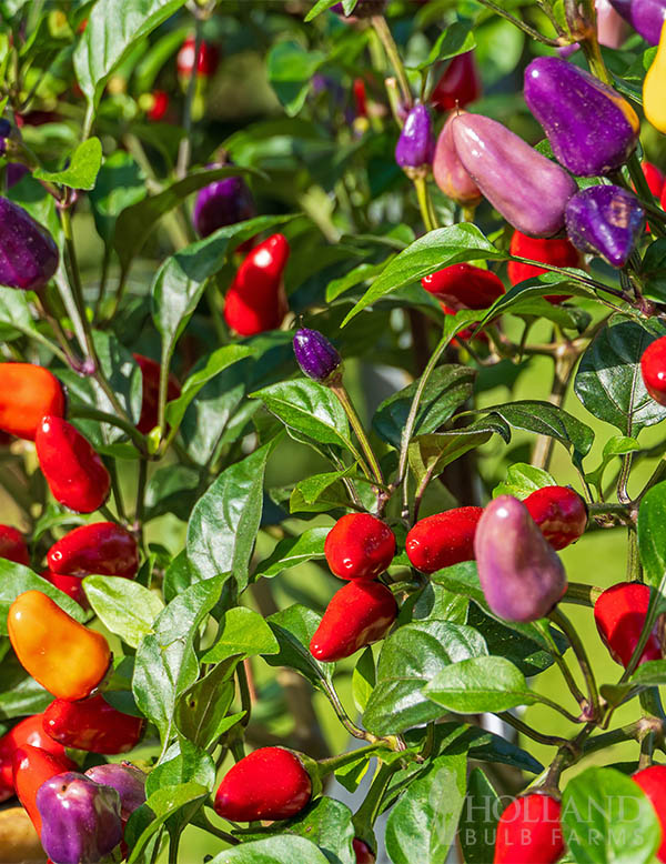 Pepper Ornamental Acapulco Mix Trio