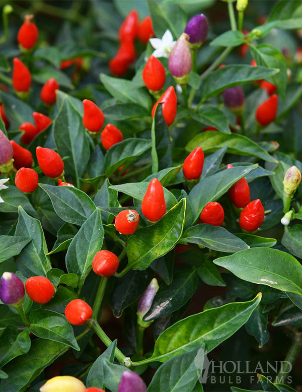 Pepper Ornamental Acapulco Mix