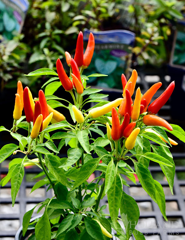 Pepper Ornamental Chilly Chili Mix