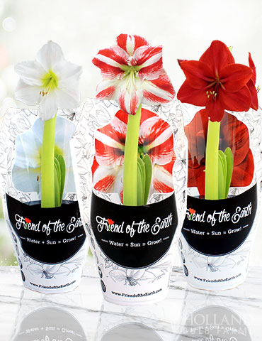 Peppermint Swirl Amaryllis Trio Collection amaryllis bulbs, potted amaryllis gifts, amaryllis gifts, garden gifts, pre-potted amaryllis, gift ready amaryllis, potted bulb garden gifts, amaryllis bulbs for sale
